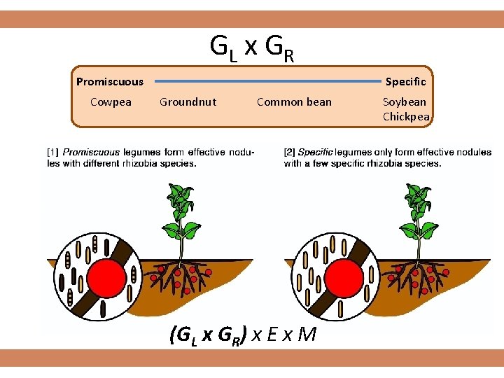 GL x GR Promiscuous Cowpea Specific Groundnut Common bean (GL x GR) x E