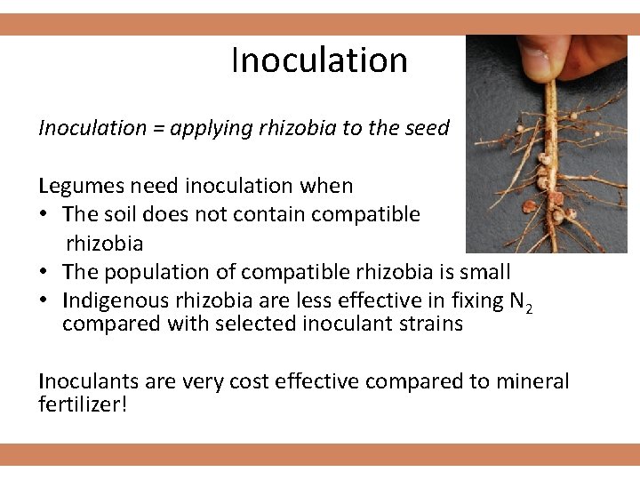 Inoculation = applying rhizobia to the seed Legumes need inoculation when • The soil