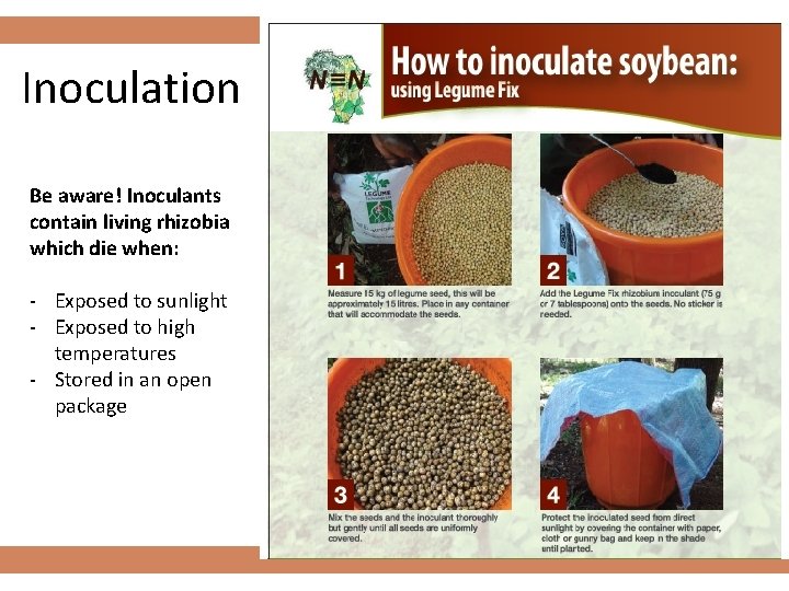 Inoculation Be aware! Inoculants contain living rhizobia which die when: - Exposed to sunlight