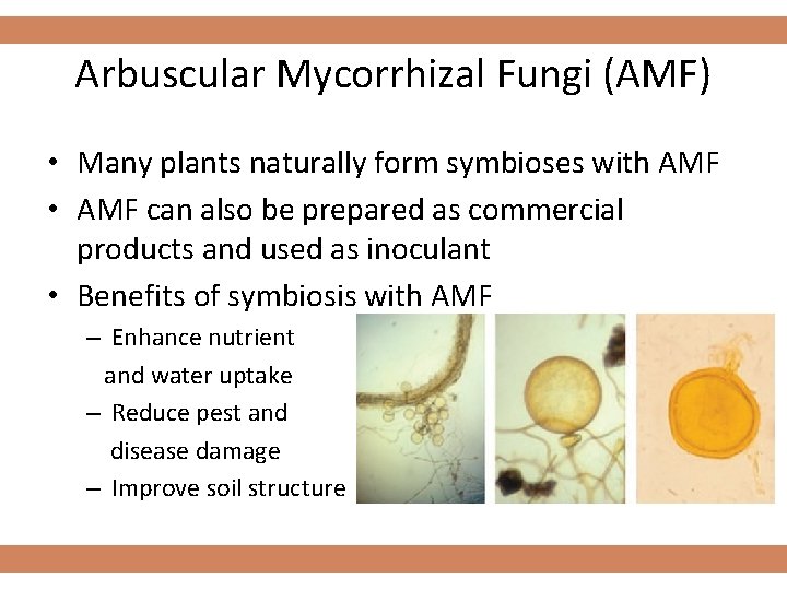 Arbuscular Mycorrhizal Fungi (AMF) • Many plants naturally form symbioses with AMF • AMF