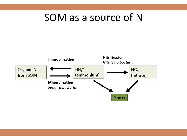 SOM as a source of N Nitrification Nitrifying bacteria Immobilization Organic N from SOM