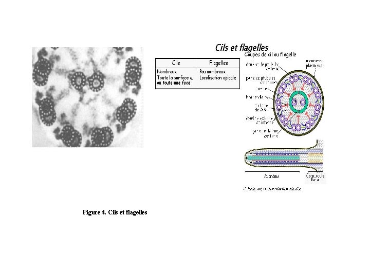 Figure 4. Cils et flagelles 