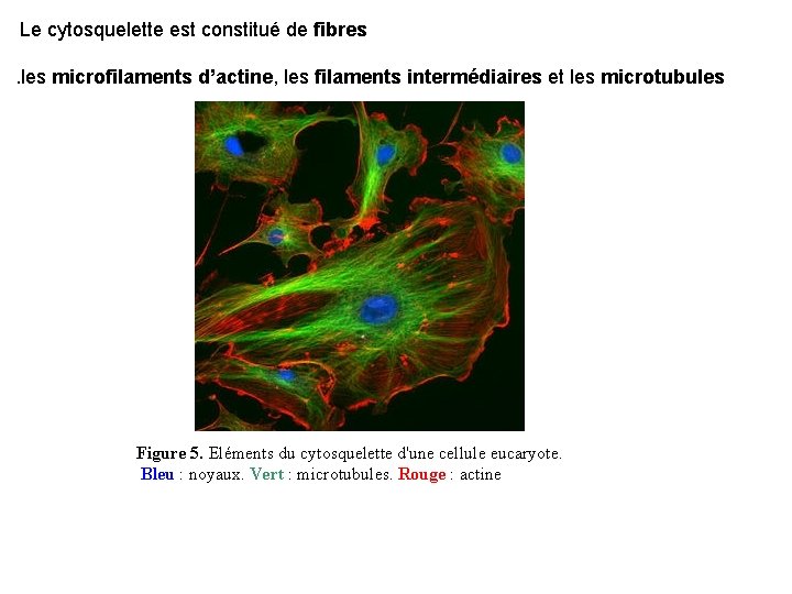 Le cytosquelette est constitué de fibres. les microfilaments d’actine, les filaments intermédiaires et les