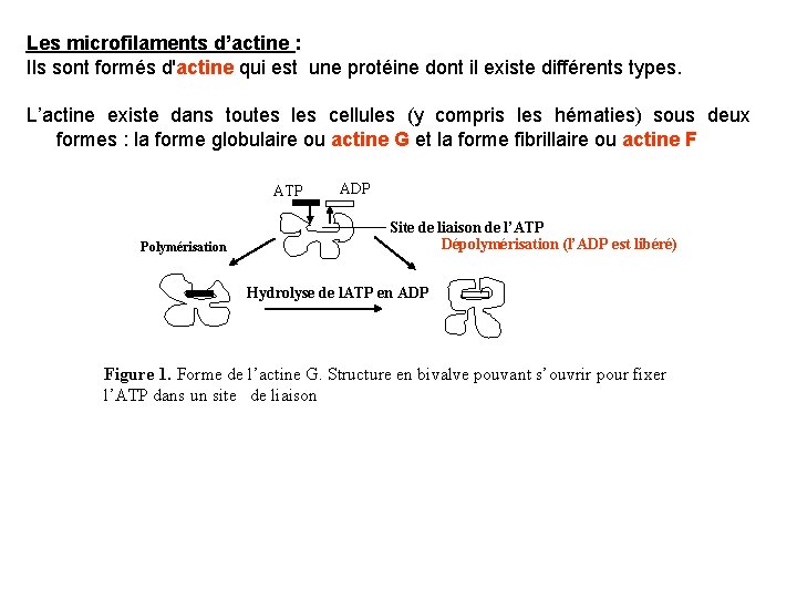 Les microfilaments d’actine : Ils sont formés d'actine qui est une protéine dont il Les microfilaments d’actine : Ils sont formés d'actine qui est une protéine dont il