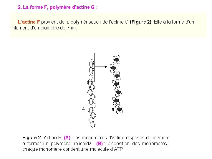 2. La forme F, polymère d’actine G : L’actine F provient de la polymérisation