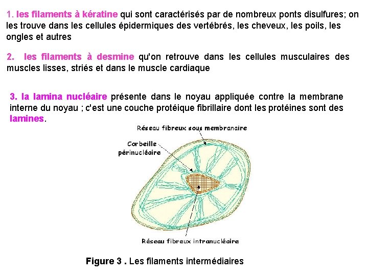 1. les filaments à kératine qui sont caractérisés par de nombreux ponts disulfures; on