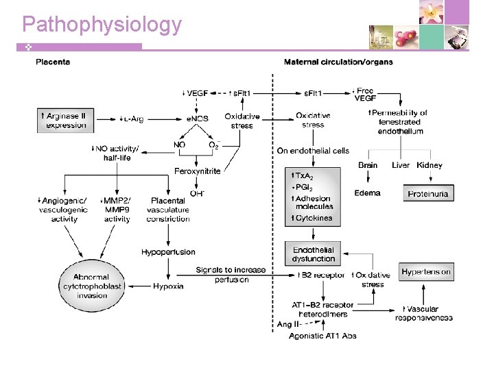 Pathophysiology 