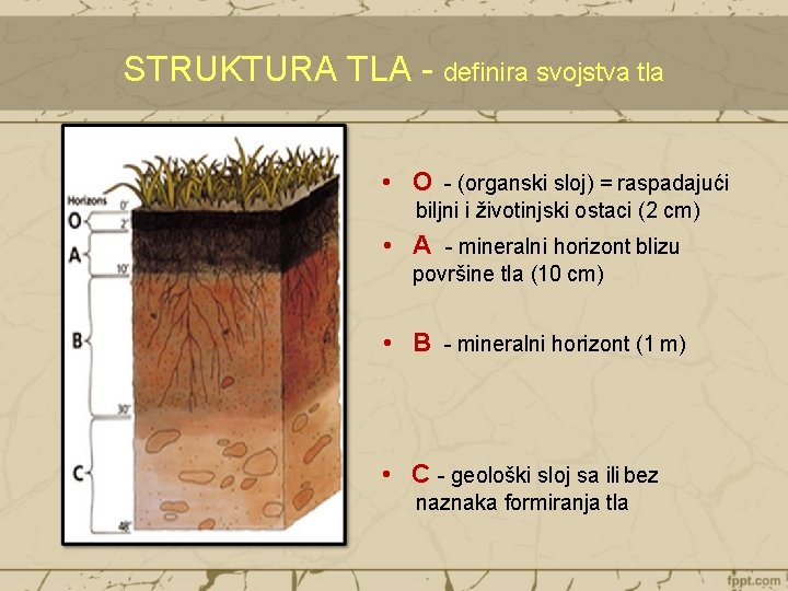 STRUKTURA TLA - definira svojstva tla • O - (organski sloj) = raspadajući biljni