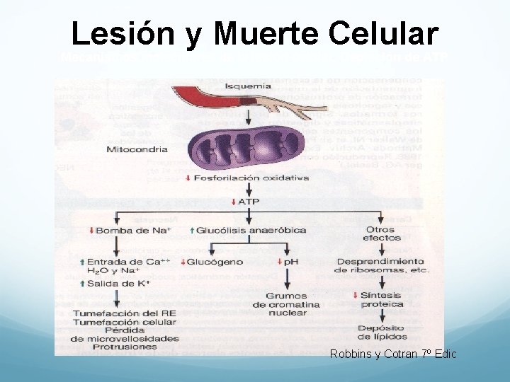 Lesión y Muerte Celular Mecanismos moleculares de la lesión celular. Depleción de ATP Robbins