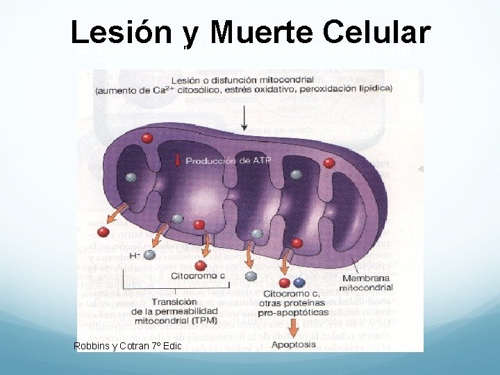 Lesión y Muerte Celular Mecanismos moleculares de la lesión clular. Daño mitocondrial Robbins y