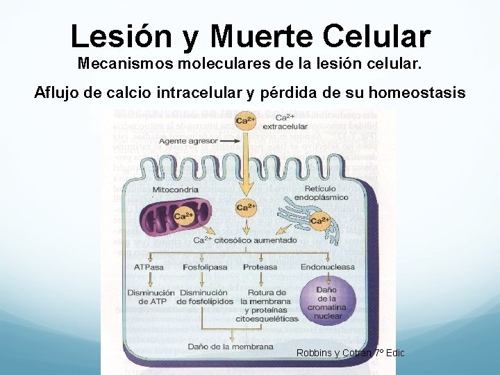 Lesión y Muerte Celular Mecanismos moleculares de la lesión celular. Aflujo de calcio intracelular