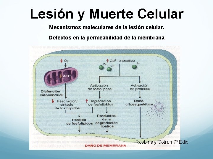 Lesión y Muerte Celular Mecanismos moleculares de la lesión celular. Defectos en la permeabilidad