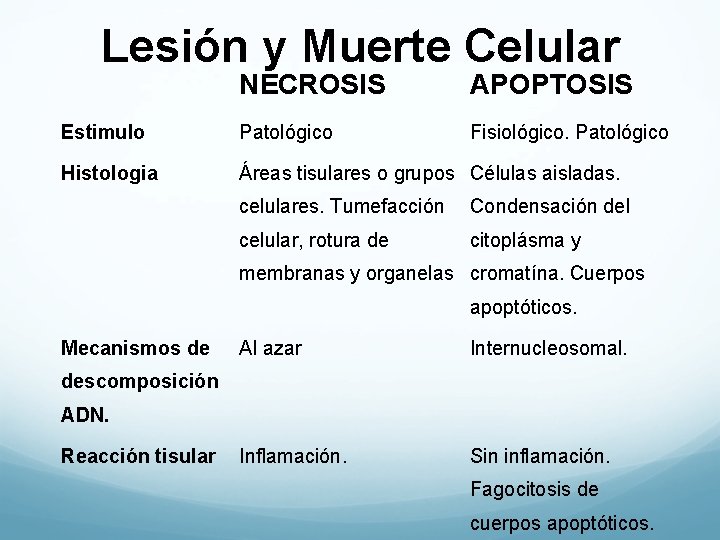 Lesión y Muerte Celular NECROSIS APOPTOSIS Estimulo Patológico Fisiológico. Patológico Histologia Áreas tisulares o