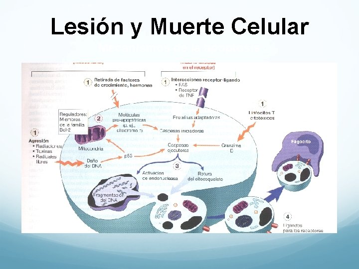 Lesión y Muerte Celular Mecanismos de la apoptosis 