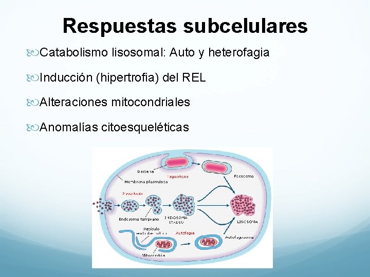 Respuestas subcelulares Catabolismo lisosomal: Auto y heterofagia Inducción (hipertrofia) del REL Alteraciones mitocondriales Anomalías