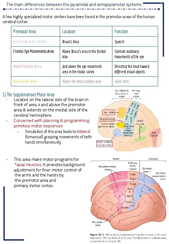 The main differences between the pyramidal and extrapyramidal systems. A few highly specialized motor