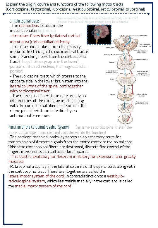 Explain the origin, course and functions of the following motor tracts; (Corticospinal, tectospinal, rubrospinal,