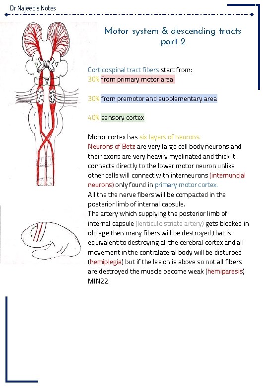 Dr. Najeeb’s Notes Motor system & descending tracts part 2 Corticospinal tract fibers start