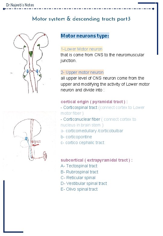 Dr. Najeeb’s Notes Motor system & descending tracts part 3 Motor neurons type: 1