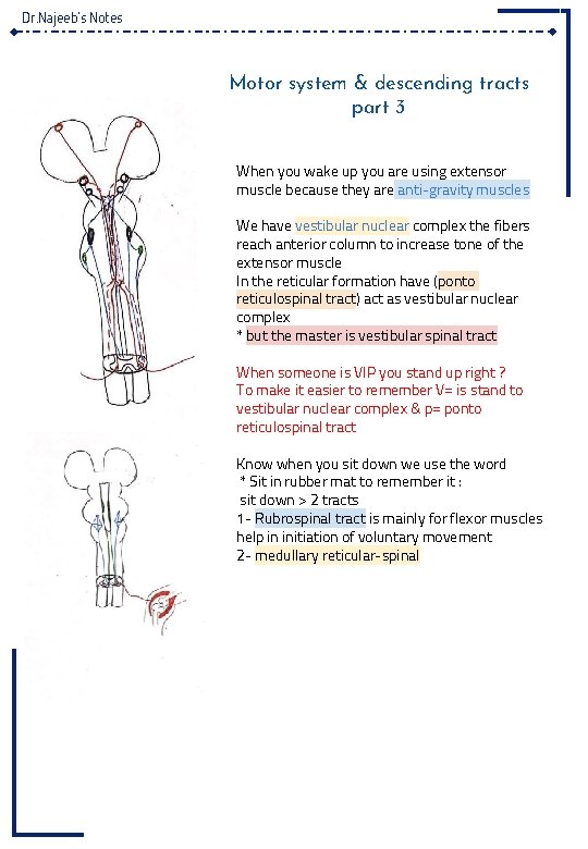 Dr. Najeeb’s Notes Motor system & descending tracts part 3 When you wake up