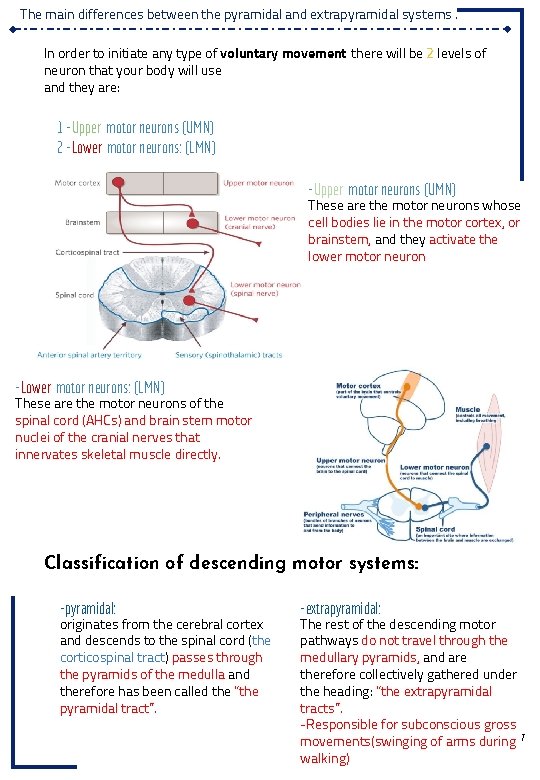 The main differences between the pyramidal and extrapyramidal systems. In order to initiate any