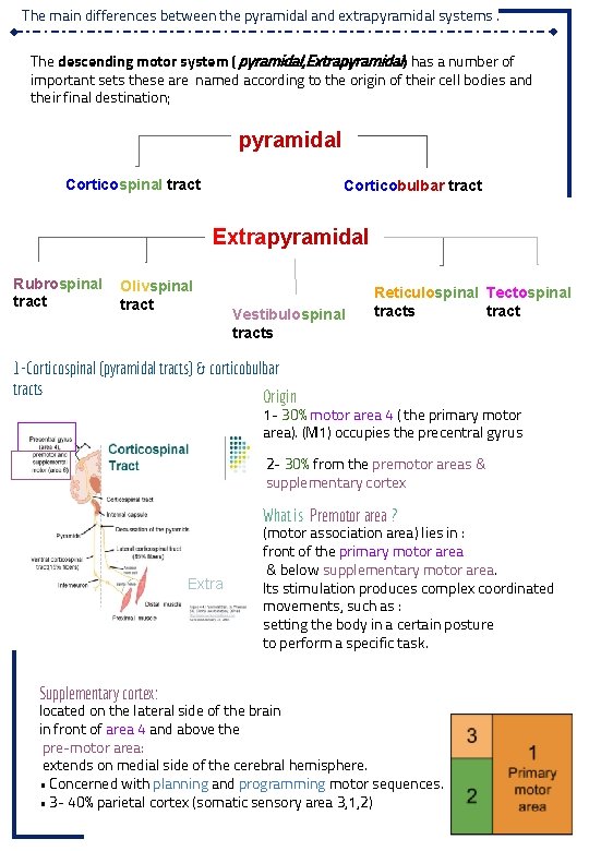 The main differences between the pyramidal and extrapyramidal systems. The descending motor system (