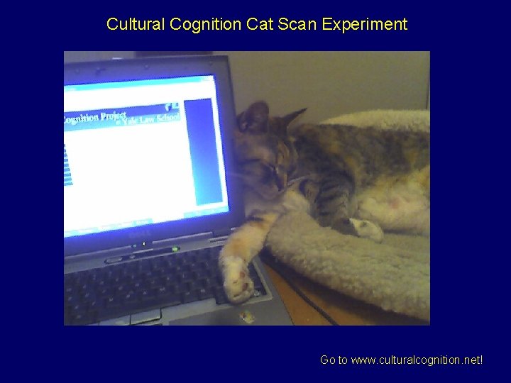 Cultural Cognition Cat Scan Experiment Go to www. culturalcognition. net! 