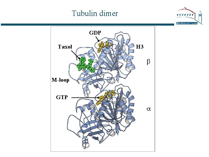 Tubulin dimer GDP Taxol H 3 b M-loop GTP a 