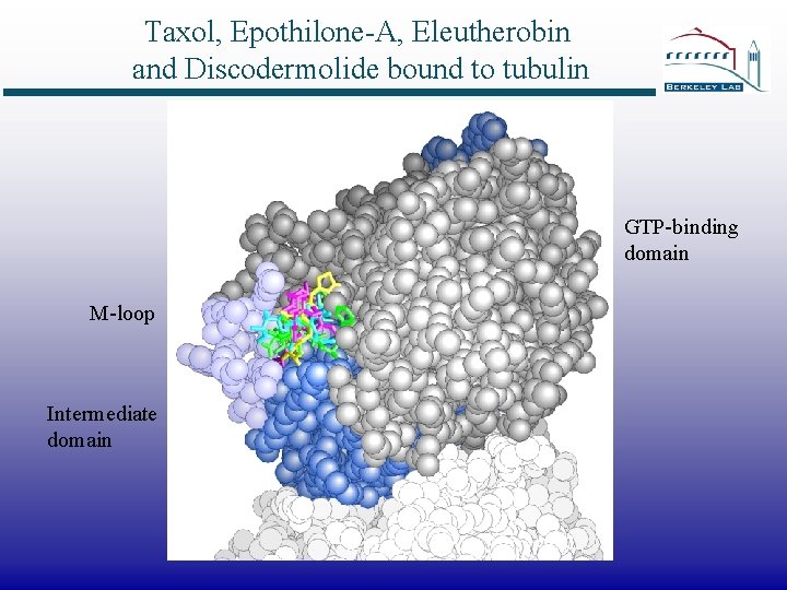Taxol, Epothilone-A, Eleutherobin and Discodermolide bound to tubulin GTP-binding domain M-loop Intermediate domain 