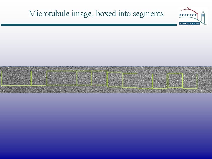Microtubule image, boxed into segments 