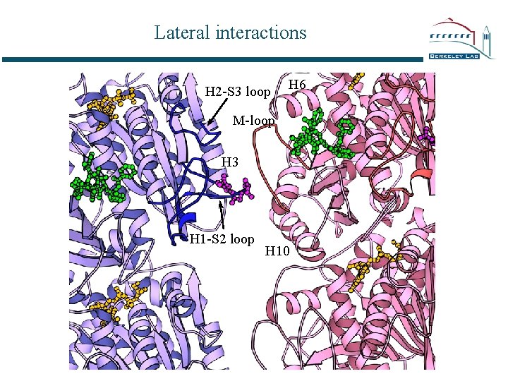 Lateral interactions H 2 -S 3 loop H 6 M-loop H 3 H 1