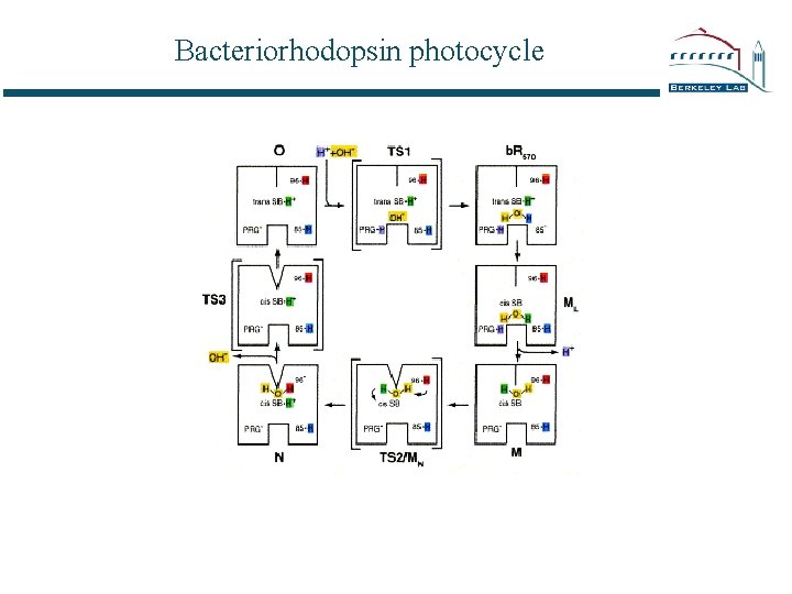 Bacteriorhodopsin photocycle 