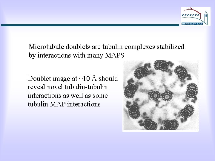 Microtubule doublets are tubulin complexes stabilized by interactions with many MAPS Doublet image at