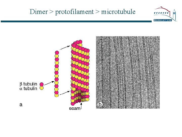 Dimer > protofilament > microtubule 