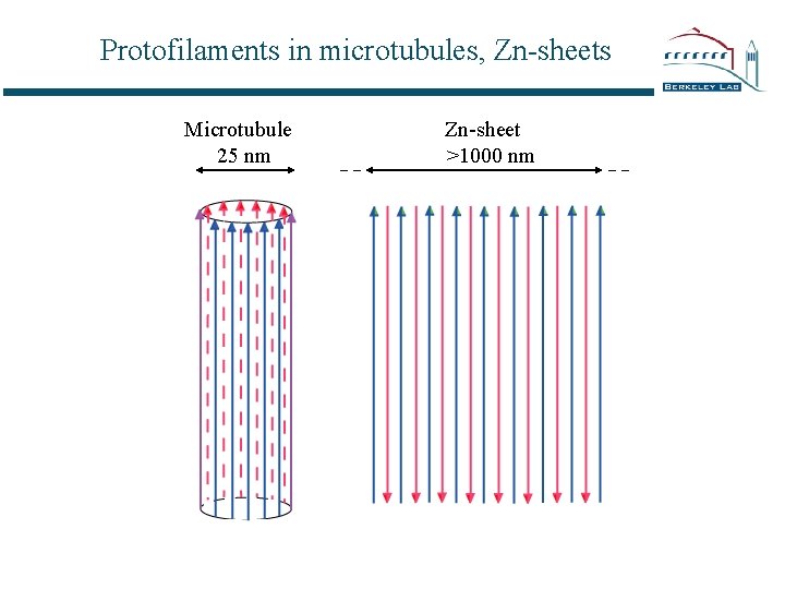 Protofilaments in microtubules, Zn-sheets Microtubule 25 nm Zn-sheet >1000 nm 