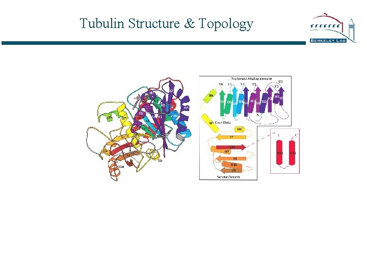Tubulin Structure & Topology 