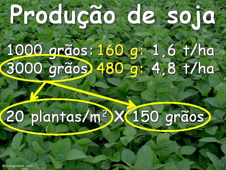 Produção de soja 1000 grãos: 160 g: 1, 6 t/ha 3000 grãos: 480 g: