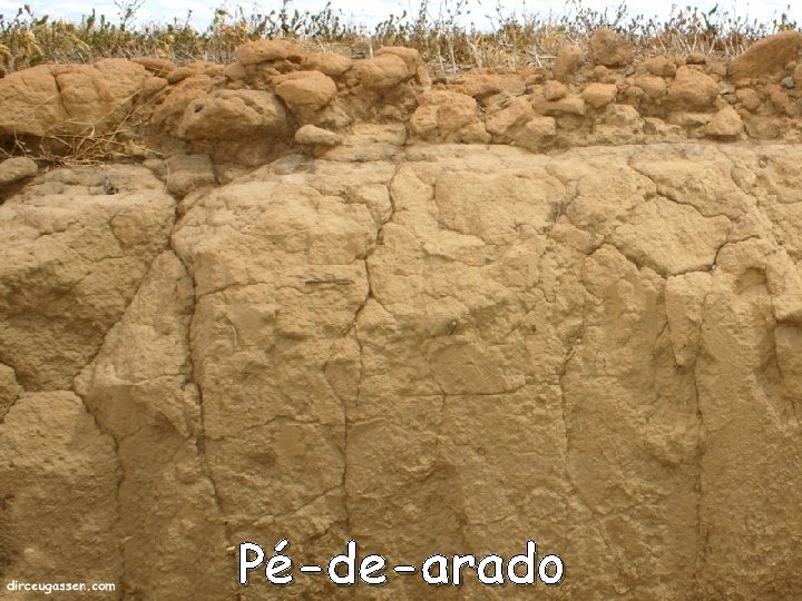 Pé-de-arado Pé-de-arado