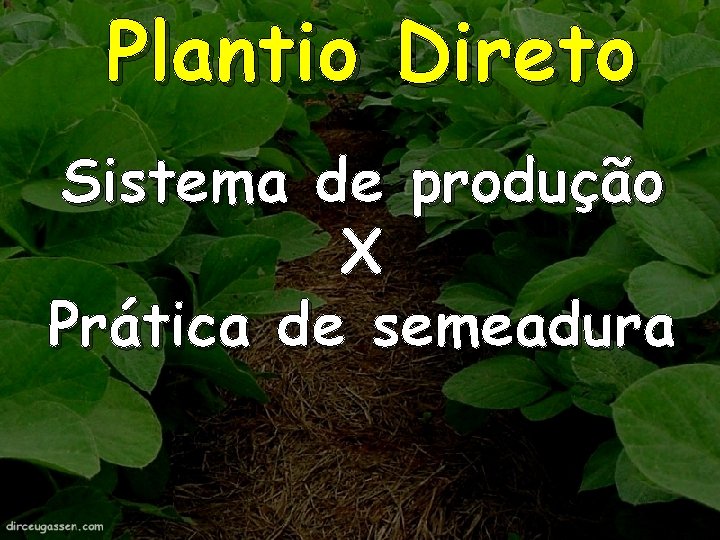 Plantio Direto Sistema de produção X Prática de semeadura Plantio Direto Sistema de produção X Prática de semeadura