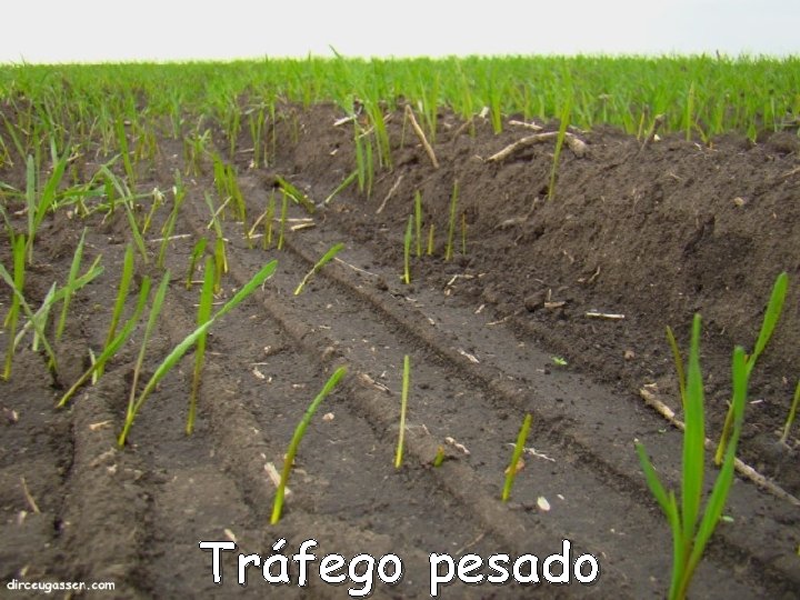 Tráfego pesado Tráfego pesado
