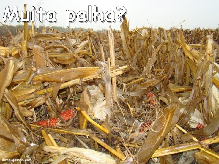 Muita palha? 