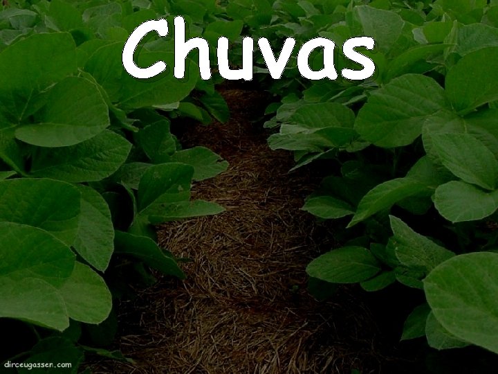 Chuvas 