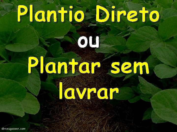 Plantio Direto ou Plantar sem lavrar 