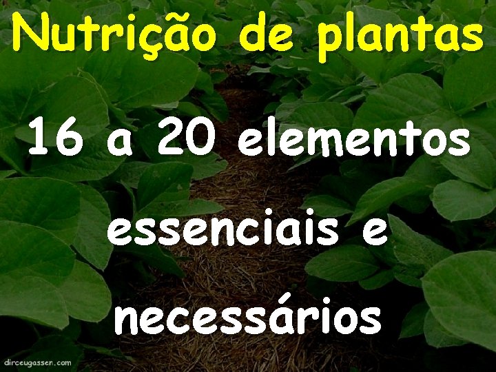 Nutrição de plantas 16 a 20 elementos essenciais e necessários 