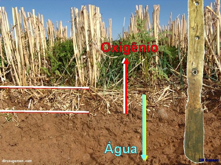 Oxigênio Água DN Gassen 