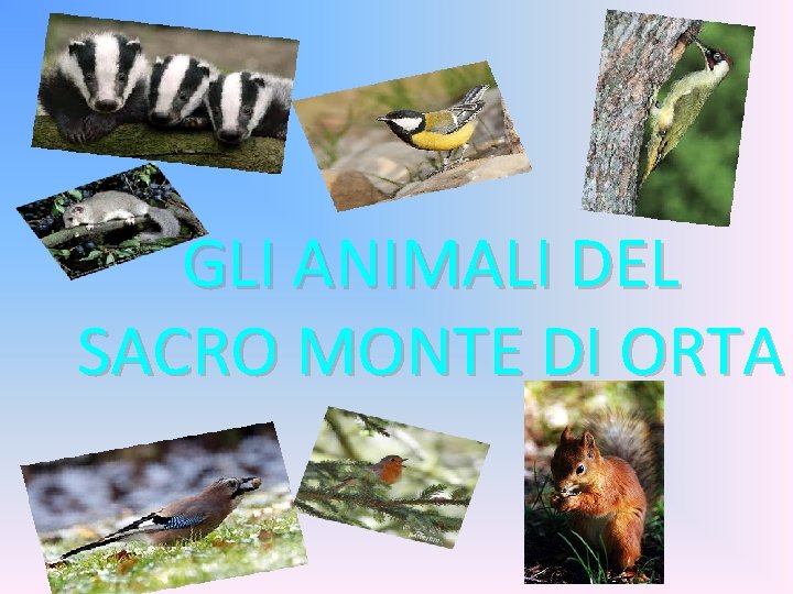 GLI ANIMALI DEL SACRO MONTE DI ORTA 