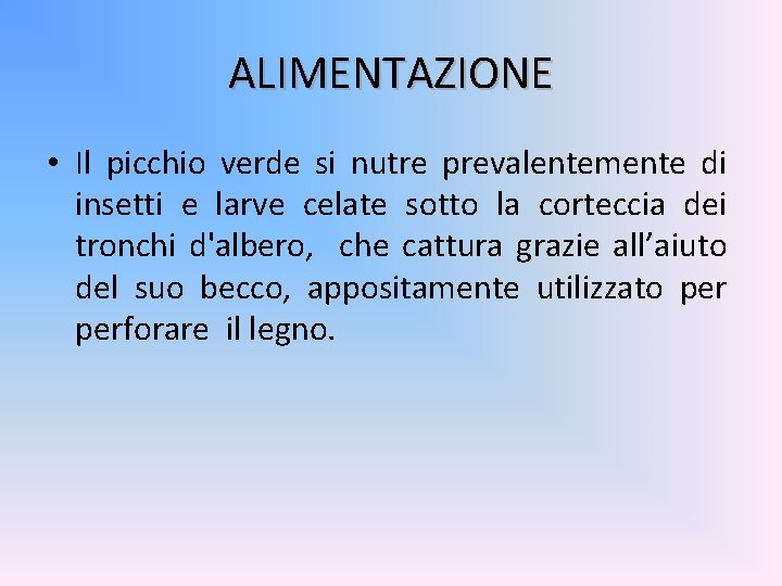 ALIMENTAZIONE • Il picchio verde si nutre prevalentemente di insetti e larve celate sotto