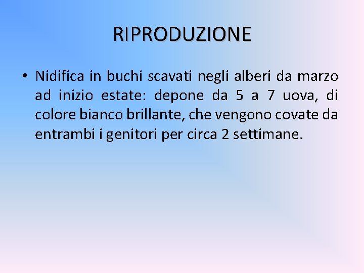 RIPRODUZIONE • Nidifica in buchi scavati negli alberi da marzo ad inizio estate: depone