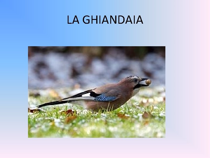 LA GHIANDAIA 