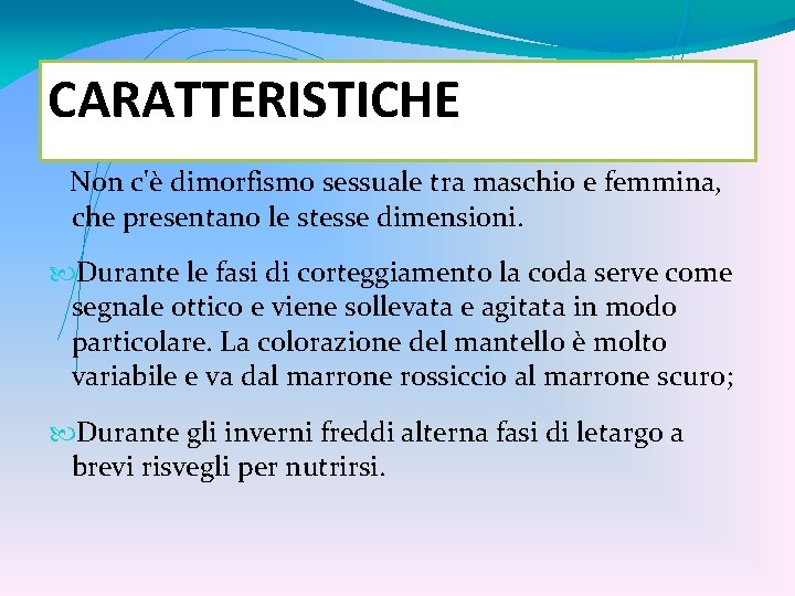 CARATTERISTICHE Non c'è dimorfismo sessuale tra maschio e femmina, che presentano le stesse dimensioni.